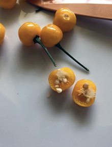 Việt Nam trồng được loại gia vị đắt nhất hành tinh, lên tới hơn 900 triệu/kg