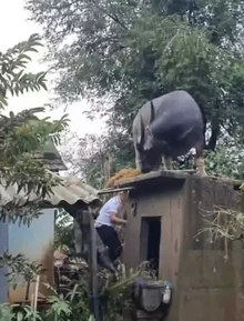 Hy hữu: Trâu “chờ” chủ trên mái nhà sau lũ