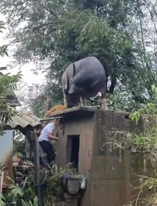 Con trâu lạc lên mái nhà sau mưa lũ, mắc kẹt gần một tuần: Bất ngờ cách đưa xuống