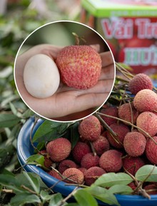 Từng chạm mốc 400.000 đồng/kg, cận cảnh cây vải tổ khiến nhiều người bất ngờ về giống vải trứng