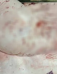 Kết luận cuối cùng vụ C.P. Việt Nam bị tố bán heo bệnh
