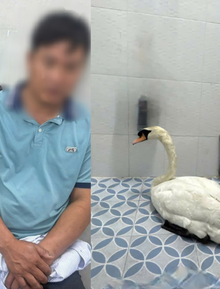 Đối tượng trộm thiên nga trắng ở Thảo Cầm Viên Sài Gòn khai gì?