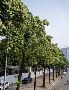 Hoa sữa nở rộ, tỏa hương đậm đặc khắp Hà Nội: Người dân dùng vòi nước phun rụng, đóng kín cửa vẫn không thoát mùi