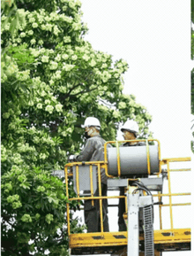 Hà Nội bắt đầu cắt tỉa 992 cây hoa sữa trên 13 tuyến phố