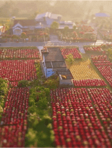 Choáng ngợp trước "nhà máy" hoa Tết rộng bằng 1.400 sân bóng đá tại miền Tây