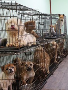 Chó mèo bị chủ vứt bỏ gần Tết, gặp nạn và bị bạo hành tăng đột biến: Các trạm "cầu cứu"