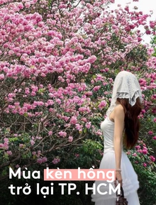 Sống ở TP.HCM hơn 10 năm mới thấy mùa kèn hồng "ngang ngược" thế này, bảo sao ai cũng rần rần xách máy lên phố!
