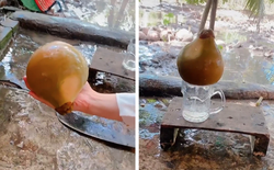 Việt Nam có 1 loại dừa mang tên rất "dị", quả nhỏ bằng lòng bàn tay thôi mà cho đầy nước