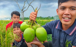 Vlogger đồng quê Việt Nam giới thiệu loại dừa ăn được cả vỏ khiến người xem trố mắt: Giòn như ổi, vị chát như chuối xanh?