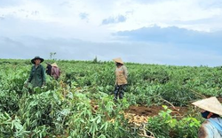 Đây là ‘mỏ vàng’ dưới lòng đất đứng thứ 2 trên thế giới của Việt Nam: Thu hơn 800 triệu USD kể từ đầu năm, nước ta có sản lượng hơn 10 triệu tấn/năm