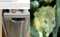 Vung tiền triệu mua máy rửa bát để “nuôi” chuột, gián: Nhiều người than trời vì sửa vài lần tốn ngang mua mới