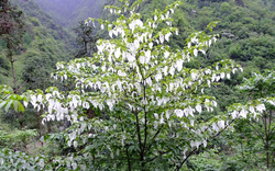 Loài cây quý hiếm mọc ở vùng núi cao Trung Quốc, tồn tại hơn 60 triệu năm trên trái đất, ví như ‘hoá thạch sống’, cánh hoa trắng muốt như chim bồ câu: Được bảo tồn để sinh lời vĩnh cửu