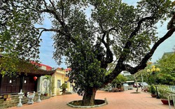 Kỳ lạ cây mít được trồng trên đất "đế vương": Tuổi đời hơn 500 năm, từng bị bom găm nhưng vẫn ra quả đều