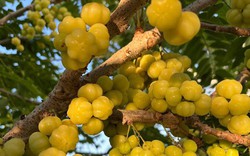 Loại quả tên lạ, chua chua ngọt ngọt nhưng lại có rất nhiều lợi ích cho sức khỏe
