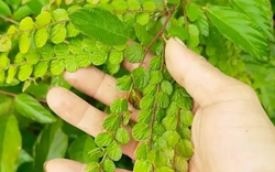 Cây mọc dại người Việt "thờ ơ", nước ngoài hái lá khô đem bán kiếm bộn tiền