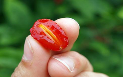Loại cây ở Việt Nam trồng bạt ngàn, sang "trời tây" giá 3,5 triệu đồng/cây