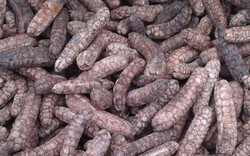 Loại quả xưa rụng đầy gốc nay thành đặc sản dân phố săn lùng, 150.000 đồng/kg