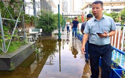 Trường chuyên Amsterdam xuống cấp: Chi ngân sách gần trăm tỉ đồng cải tạo, chưa nghiệm thu đã bong tróc, thấm dột
