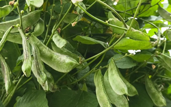 Việt Nam sở hữu ‘kho báu’ vắt vẻo trên giàn: Giá chỉ 100.000 đồng/kg, được danh y nổi tiếng hết lời ca ngợi