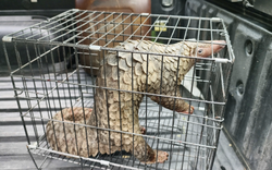 Thấy con vật trong sách đỏ bò giữa đường TP.HCM, người đàn ông lập tức làm ngay việc này!