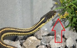 3 cây hoa khiến rắn sợ run bần bật