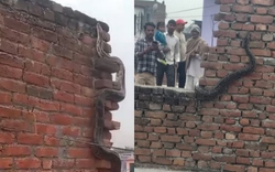 Nhìn lên tường, người dân sốc nặng khi thấy cảnh tượng nổi da gà