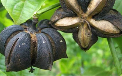 Loại hạt "đắt đỏ bậc nhất thế giới", ở Việt Nam cũng có mà ít ai hay