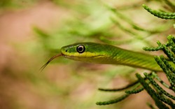 5 loại cây dụ rắn vào nhà: Nếu trồng phải thật cảnh giác