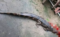 Vụ cá sấu sổng chuồng cắn thầy giáo ở Tây Ninh: Lời khai bất ngờ từ người nuôi