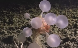 Phát hiện ‘quả bóng tử thần’ dưới đáy biển sâu