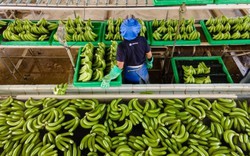 Việt Nam sở hữu “trái cây hạnh phúc” hút mạnh thị trường Trung Quốc, Nhật Bản: Hàng loạt lợi ích bất ngờ