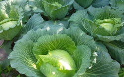 Loại rau quen thuộc, có nhiều vào mùa đông giá lại rẻ, giúp xương khớp khỏe mạnh