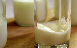 Loại sữa hiếm chỉ chiếm 0.014% tổng sản lượng sữa bò toàn cầu