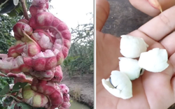 Loại quả được trả trăm ngàn 1kg nhưng chủ vườn nhất quyết không bán, người miền Tây nhìn là biết ngay