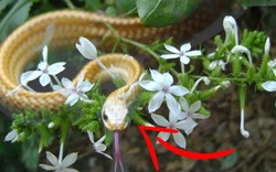 5 cây hoa dụ rắn vào nhà