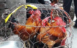 Cách phân biệt gà non và gà già khi mua gà sống