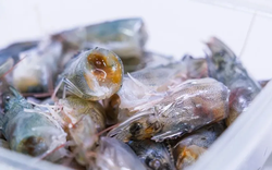 Sợi trắng trong đầu tôm có phải ký sinh trùng?