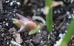 Loại rau mọc hoang ở rừng nhưng được coi là "nhân sâm châu Á"