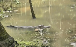 Chưa tìm thấy tung tích cá sấu 1,5 m từng xuất hiện sát nhà dân ở Cần Thơ