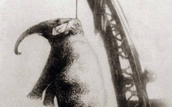 Con voi bất hạnh nhất lịch sử