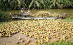 Đặc sản triệu đô của Việt Nam bất ngờ lao dốc cực mạnh: Vì sao nên nỗi?