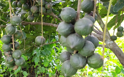 Loại hạt “giá trên trời” khiến thế giới săn lùng, Việt Nam lại có sẵn