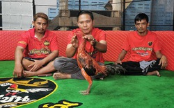 Con gà chọi được trả 2,8 tỷ đồng, người đàn ông từ chối bán