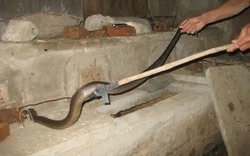 6 góc trong nhà rắn thích chui vào nhất