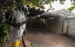 Cảnh báo về sốt xuất huyết và sốt vàng da