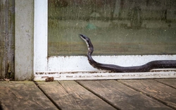 9 cách hiệu quả ngăn rắn không bén mảng đến nhà bạn