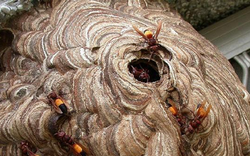 Đang dọn dẹp nhà, người đàn ông 45 tuổi bị con vật quen thuộc đốt nguy kịch