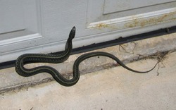 Rắn thường vào nhà ban ngày hay ban đêm? Biết sớm để tránh kẻo hối không kịp