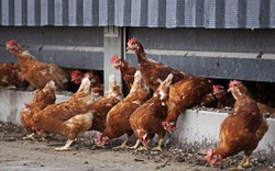 Hà Lan: Tiêu hủy 117.000 con gà vì cúm gia cầm lây lan