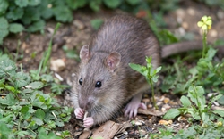 8 mùi chuột cực ghét, ngửi thấy là né xa